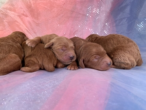 Red Miniature Goldendoodle Litter Born 11-08-2021 $1800 Puppies Are Available!